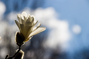 selective focus photography of white petaled flowerrs, magnolia