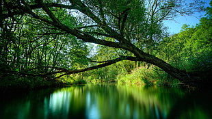 calm water between trees during daytime HD wallpaper