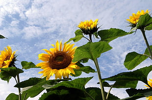 four sunflower HD wallpaper