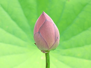 pink Lotus flower bud close-up photo, nelumbo HD wallpaper