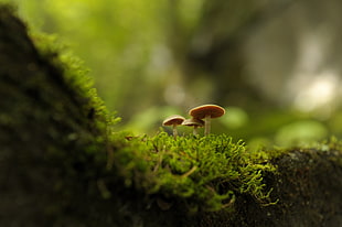 brown mushroom with green grass macro photography