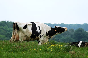 black and white Holstein Friesan on green grass, cow