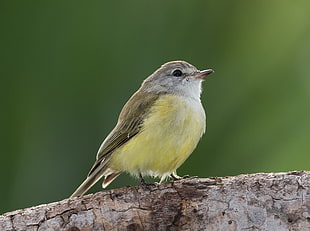 shallow focus photography of yellow and brown bird on tree branch, lemon, microeca, lemon, robin