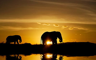 silhouette of two elephants near body of water