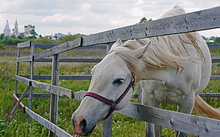 horse eating grass HD wallpaper