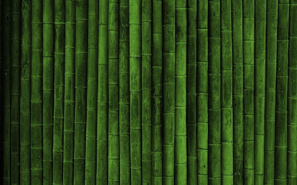 bamboo tree lot HD wallpaper
