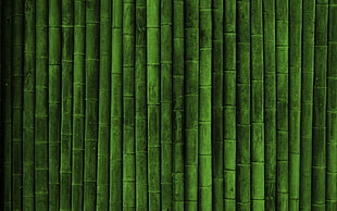 bamboo tree lot