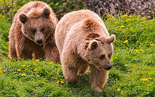 two brown Grizzly Bears on green grass field