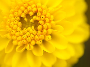 close up photography of yellow flower