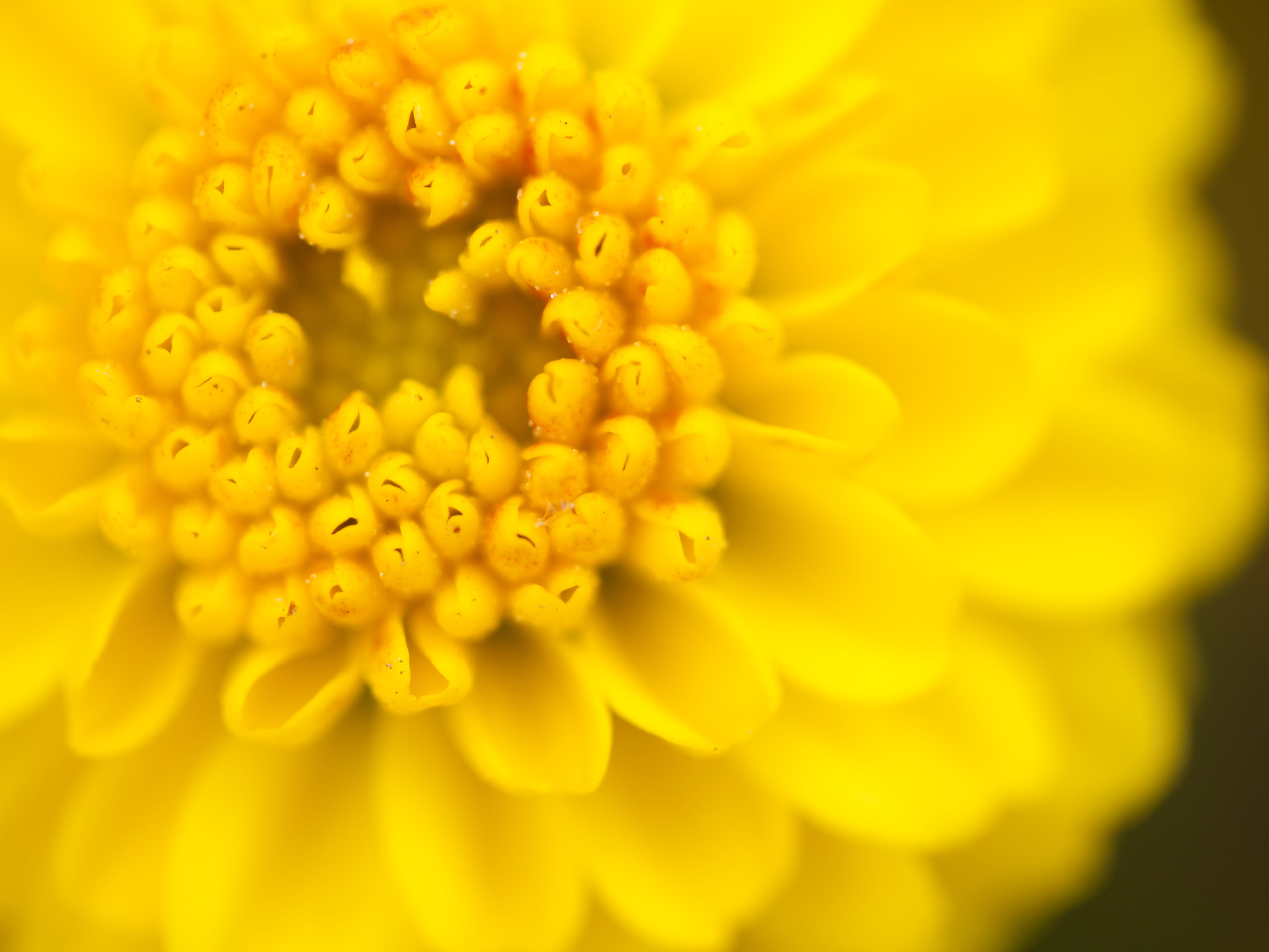 close up photography of yellow flower