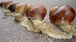 close-up photo of four brown snails