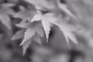 grayscale photography of cannabis leaf