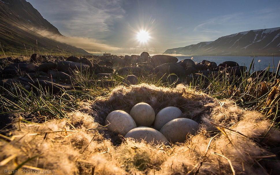 eggs on nest HD wallpaper
