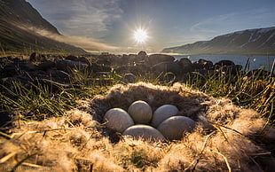 eggs on nest