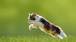 jumping cat over grass, cat, jumping, animals, grass