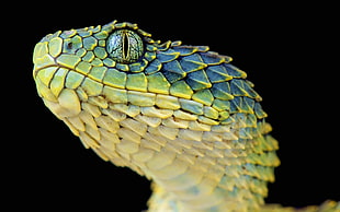 green and beige rattlesnake