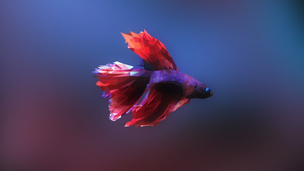 red and purple fish, Siamese fighting fish, fish, low poly HD wallpaper