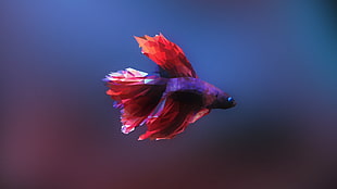red and purple fish, Siamese fighting fish, fish, low poly