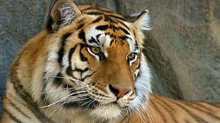 animal photography of tiger