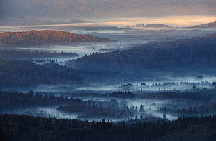 forest painting, nature, landscape, mist, forest HD wallpaper