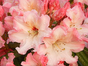 water dew on pink hibiscus HD wallpaper
