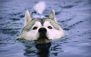 white and gray fox in body of water