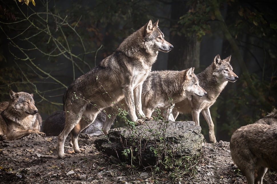 pack of wolf during daytime HD wallpaper