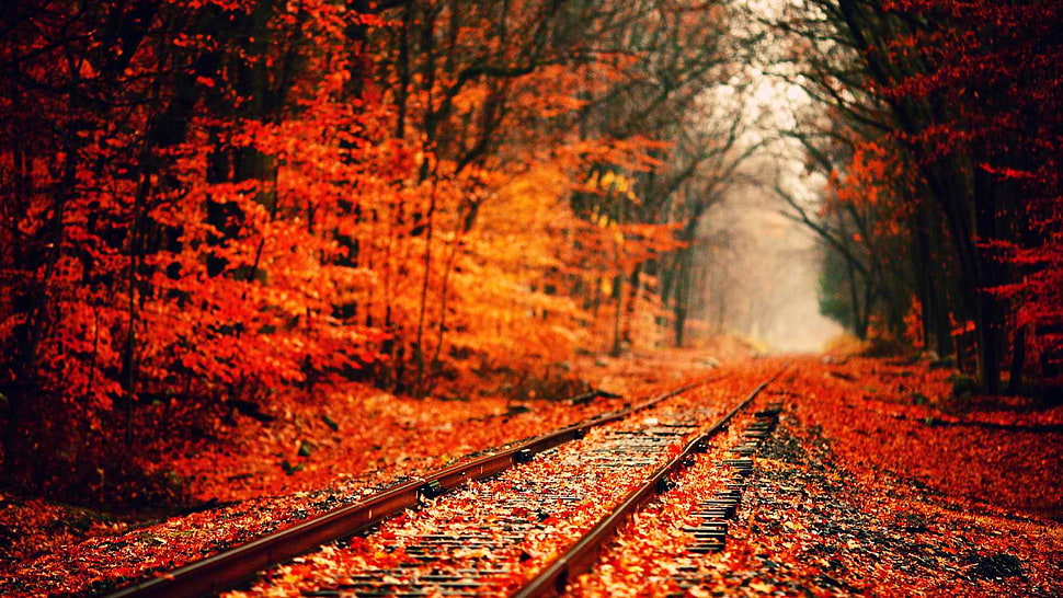 train rail beside forest filled with orange Maple Trees at daytime HD wallpaper