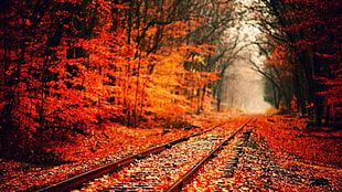 train rail beside forest filled with orange Maple Trees at daytime