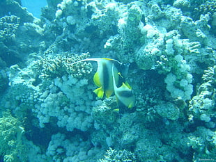 two black-yellow-and-gray angel fish, underwater, sea, coral, sea anemones
