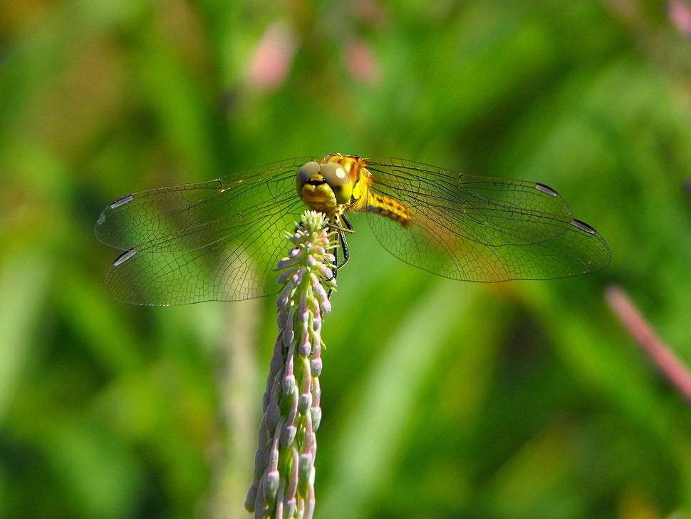 brown Dragonfly perched on green flower buds in closeup photography HD wallpaper