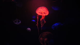 red jelly fish digital wallpaper, Hawaii, Maui, tropical forest, tropics