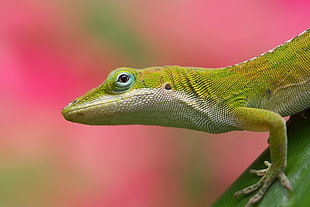 close up focus photo of a green lizard