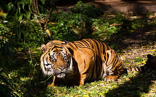 tiger on grass, animals, tiger