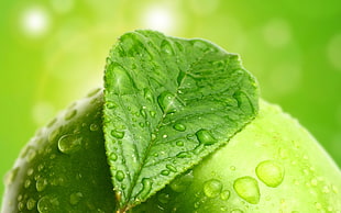 shallow focus photography of green leaves with water droplets