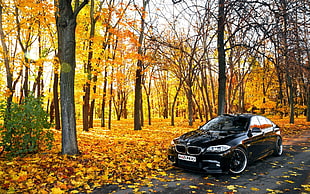 black BMW sedan on gray concrete road near trees during daytime