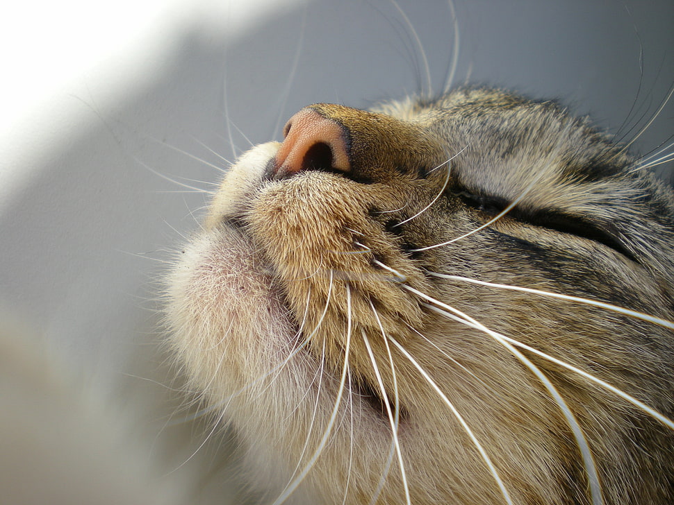 green cat sleeping HD wallpaper