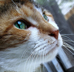 short-fur brown and nwhite cat