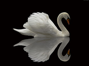white swan reflecting on body of water