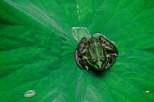 green and black frog photo