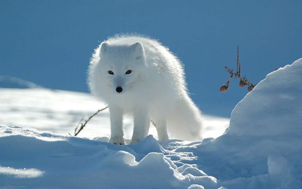 white fox HD wallpaper