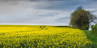yellow Rapeseed flower field near tree under white cloud blue sky