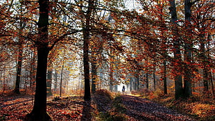 person riding horse in middle of forest HD wallpaper