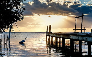 duck on water near empty dock during sunset HD wallpaper