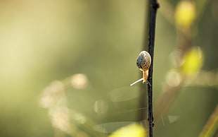 macro photography of yellow snail