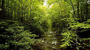 landscape photography of green leaf trees