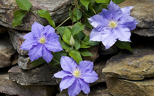purple flowers on rocks