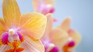 yellow and pink Orchid flower HD wallpaper
