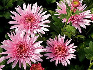 macro photography of pink Aster