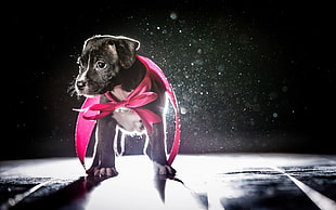 black and white American Pit Bull Terrier puppy on road